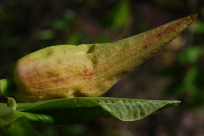 Magnolia tripetala - šácholán tříplátečný - pupen květ